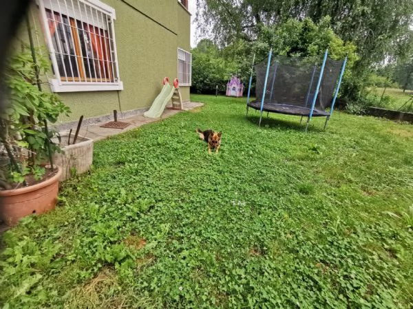 PASTORE TEDESCO 4 ANNI FEMMINA CERCA CASA NUOVO AMORE PADRONE | Foto 2