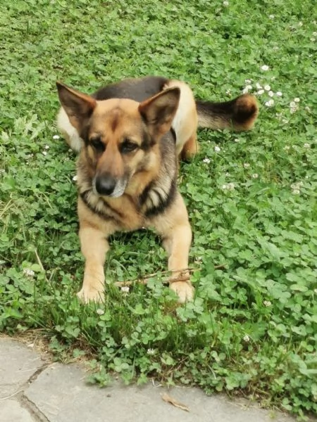 PASTORE TEDESCO 4 ANNI FEMMINA CERCA CASA NUOVO AMORE PADRONE
