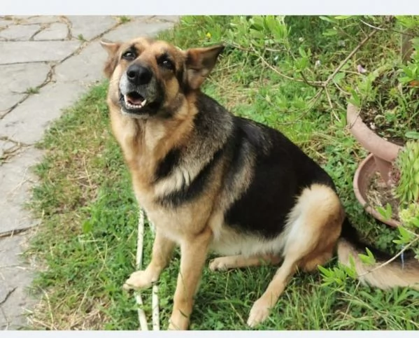 PASTORE TEDESCO 4 ANNI FEMMINA CERCA CASA NUOVO AMORE PADRONE | Foto 1