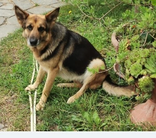 PASTORE TEDESCO 4 ANNI FEMMINA CERCA CASA NUOVO AMORE PADRONE | Foto 0