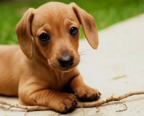   regalo adorabili cuccioli bassotto femminucce e maschietti gratuita i cuccioli sono vaccinati sver