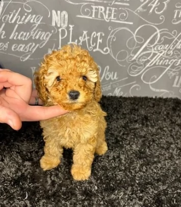 barboncino toy color champagne