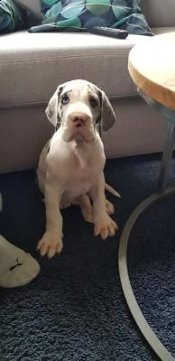 4 disponibili cucciole di alano con pedigree | Foto 0