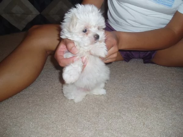  adorabili cuccioli di maltese | Foto 0
