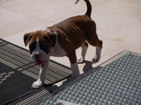 cuccioli di boxer  | Foto 0