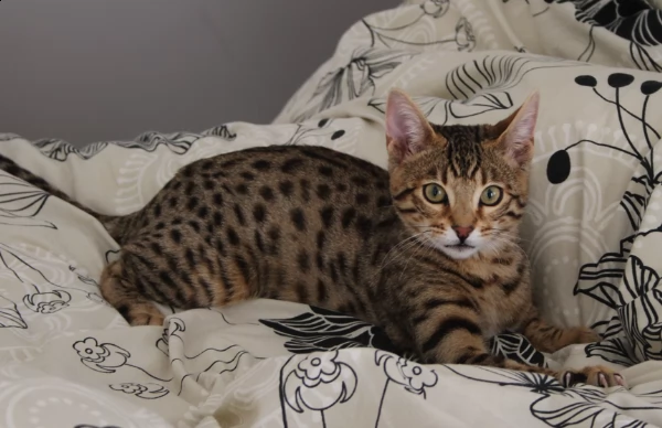 cucciolo bengala disponibili 