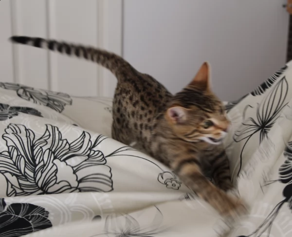 cucciolo bengala disponibili  | Foto 0