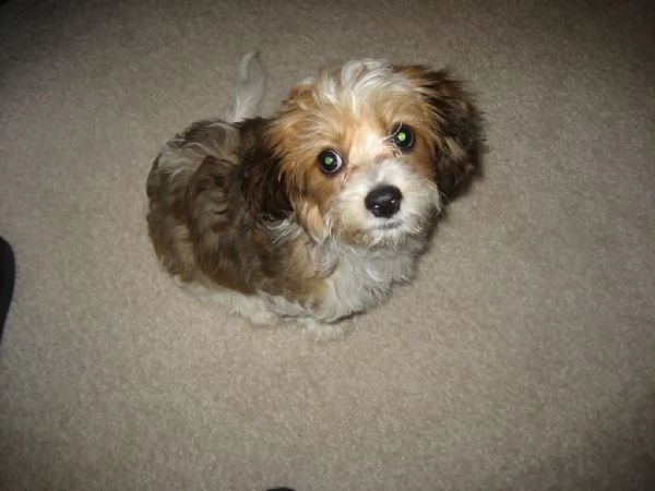 cuccioli di cavachon  | Foto 0