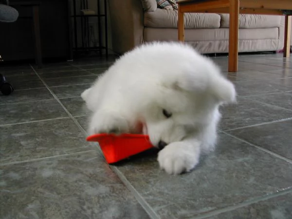 meravigliosa cucciolata di samoiedo  | Foto 0