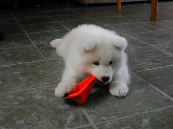 meravigliosa cucciolata di samoiedo 