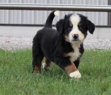 cuccioli di bovaro del bernese
