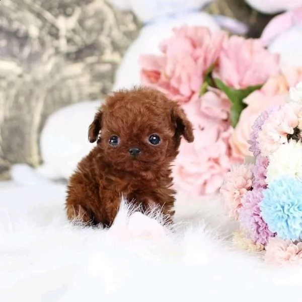 2regalo barboncino} | Foto 0