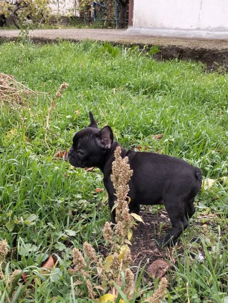 bellissimo cucciolo total black,mamma caille bianca e nera e papà blue., | Foto 0