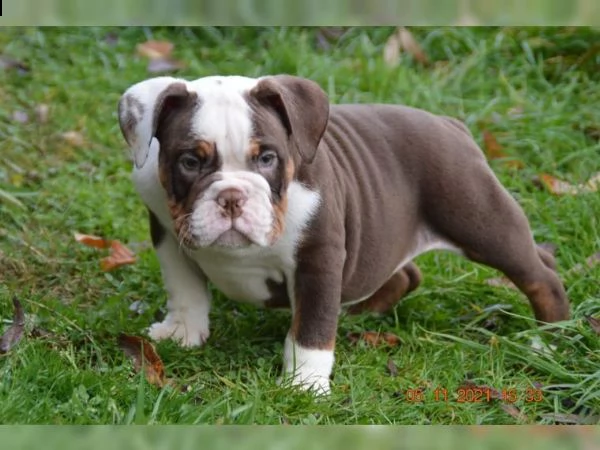 cuccioli di bulldog inglese | Foto 5