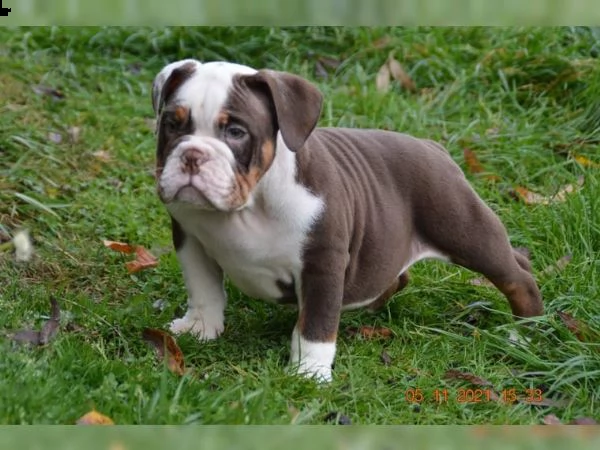 cuccioli di bulldog inglese | Foto 4