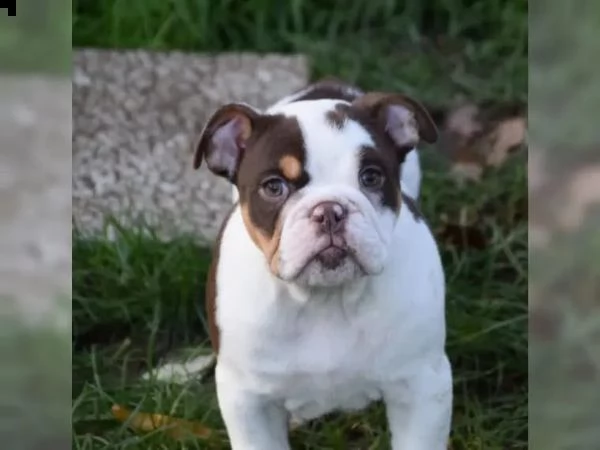 cuccioli di bulldog inglese | Foto 3