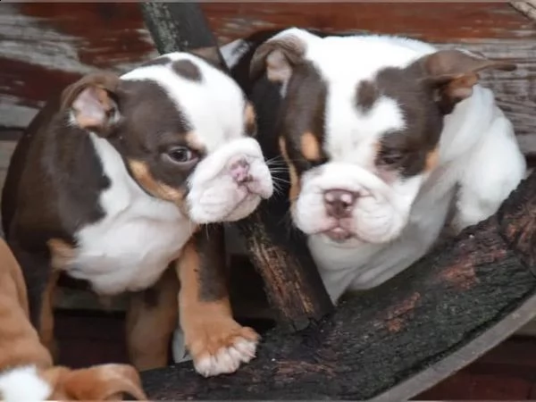 cuccioli di bulldog inglese | Foto 2