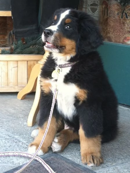 cuccioli bovaro del bernese | Foto 0
