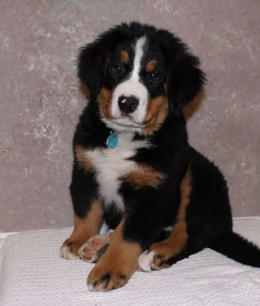 cuccioli bovaro del bernese
