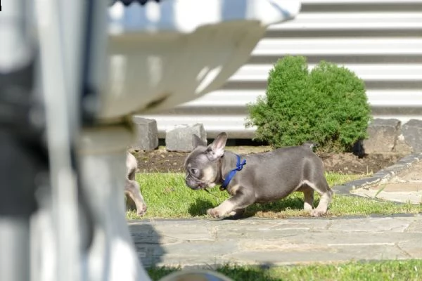 cuccioli di bulldog francese ** pronti a partire