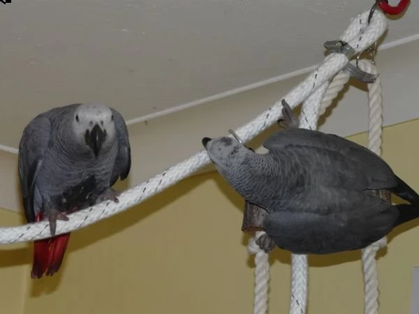 pappagalli cenerino | Foto 0