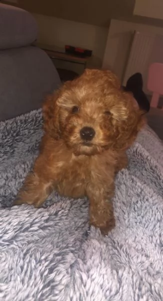 cuccioli di cane barboncino toy