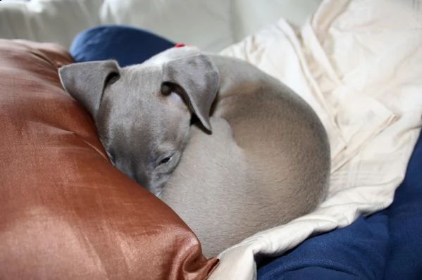 cuccioli di levriero italiano | Foto 1