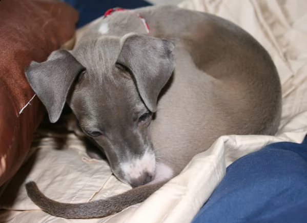 cuccioli di levriero italiano | Foto 0