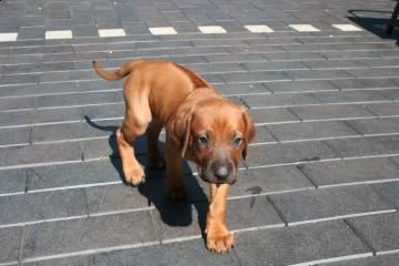 cucciole di rhodesian ridgeback | Foto 0