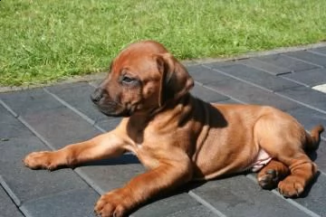 cucciole di rhodesian ridgeback