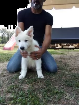 cuccioli di pastore svizzero bianco | Foto 0