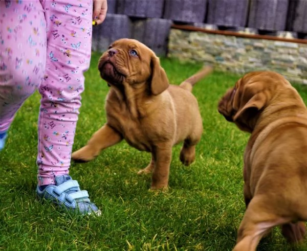 ultime 2 cucciole di dogue de bordeaux disponibili | Foto 2