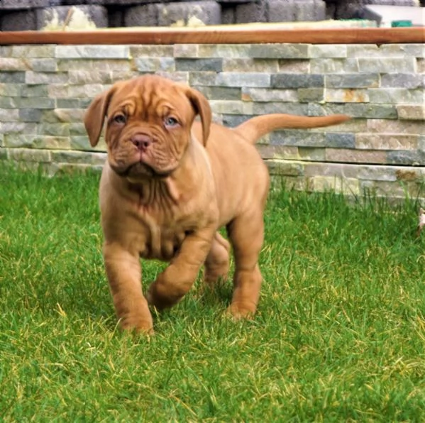 ultime 2 cucciole di dogue de bordeaux disponibili | Foto 1