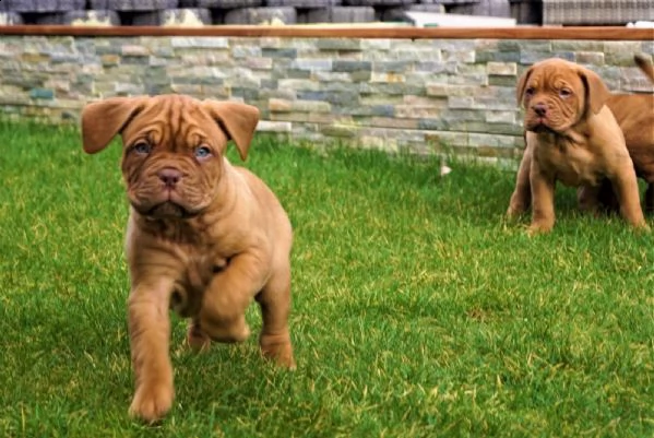 ultime 2 cucciole di dogue de bordeaux disponibili | Foto 0