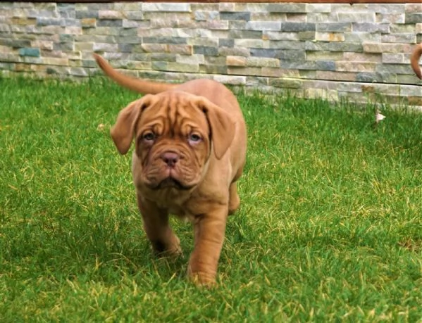 ultime 2 cucciole di dogue de bordeaux disponibili