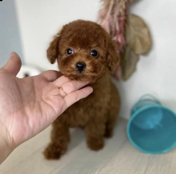 barboncino toy maschio e femmina | Foto 0