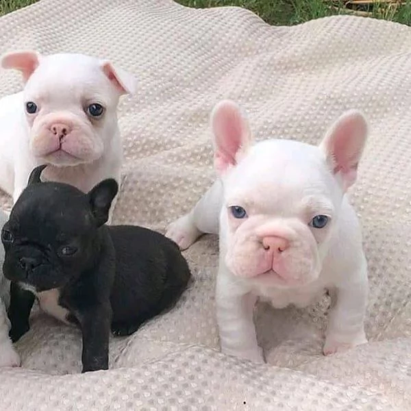 cuccioli di bulldog francese di alta qualità, | Foto 0