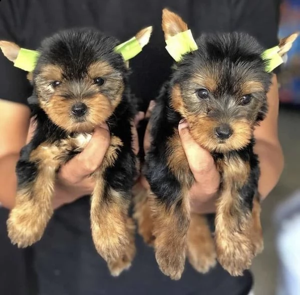 regalo cute  cuccioli teacup yorkie 