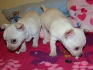 cuccioli di chihuahua regalo maschio e femmina