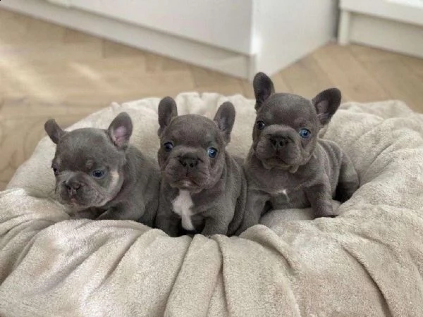 regalo cuccioli di bulldog francese blu