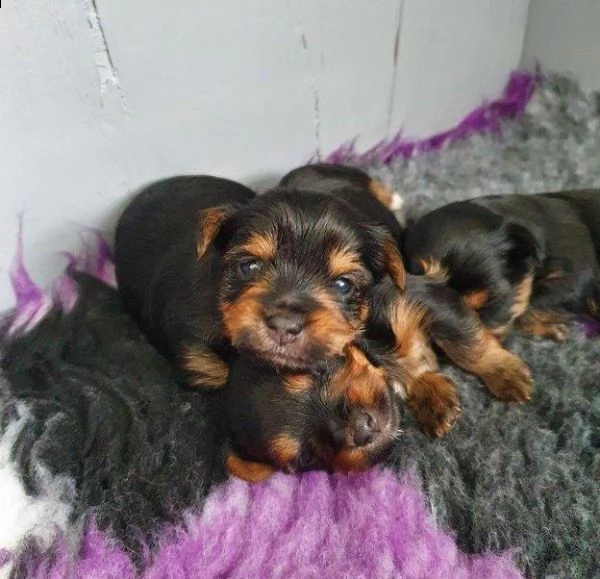 regalo  cuccioli yorkie cuccioli