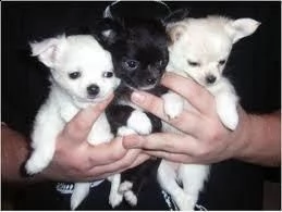 regalo smooth tea cup cuccioli di chihuahua disponibili ora