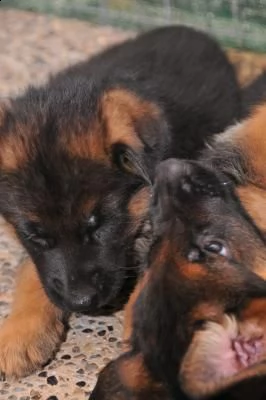 cuccioli di pastore tedesco | Foto 2