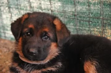 cuccioli di pastore tedesco | Foto 1