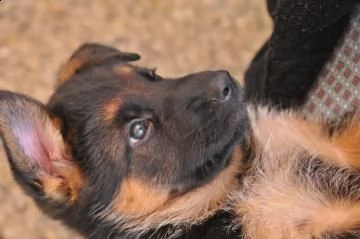 cuccioli di pastore tedesco | Foto 0