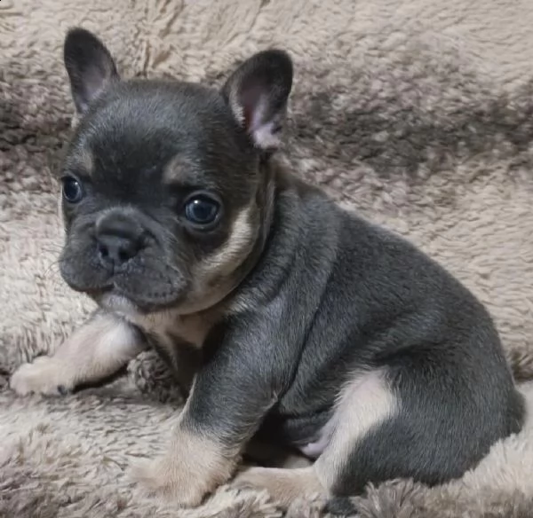 cuccioli di bulldog francese
