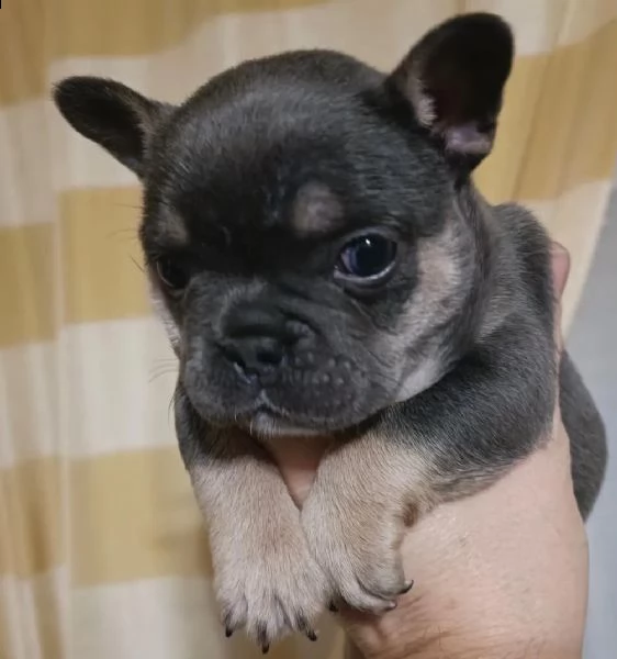 cuccioli di bulldog francese | Foto 0