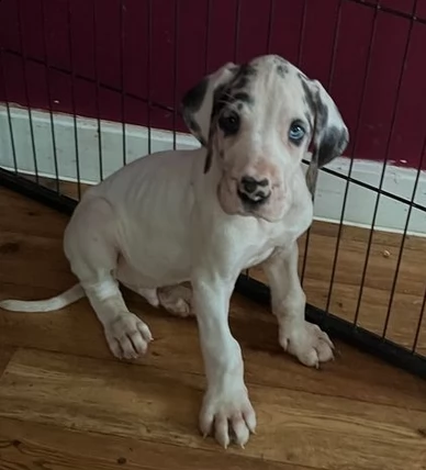 cuccioli disponibili per prenotazione | Foto 0