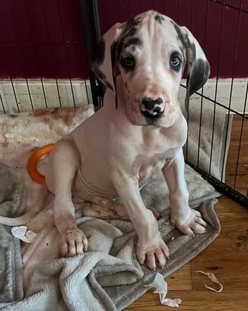 cuccioli disponibili per prenotazione