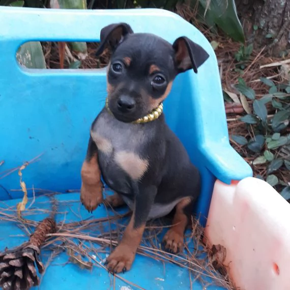 regalo cuccioli di pinscher..,